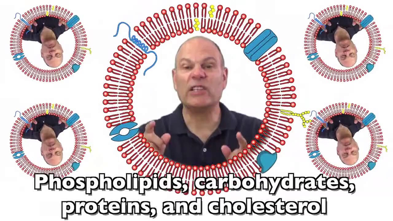 Cell Membranes Rap