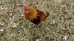 Chicken Predators| What I Do To Keep My Chickens Safe.