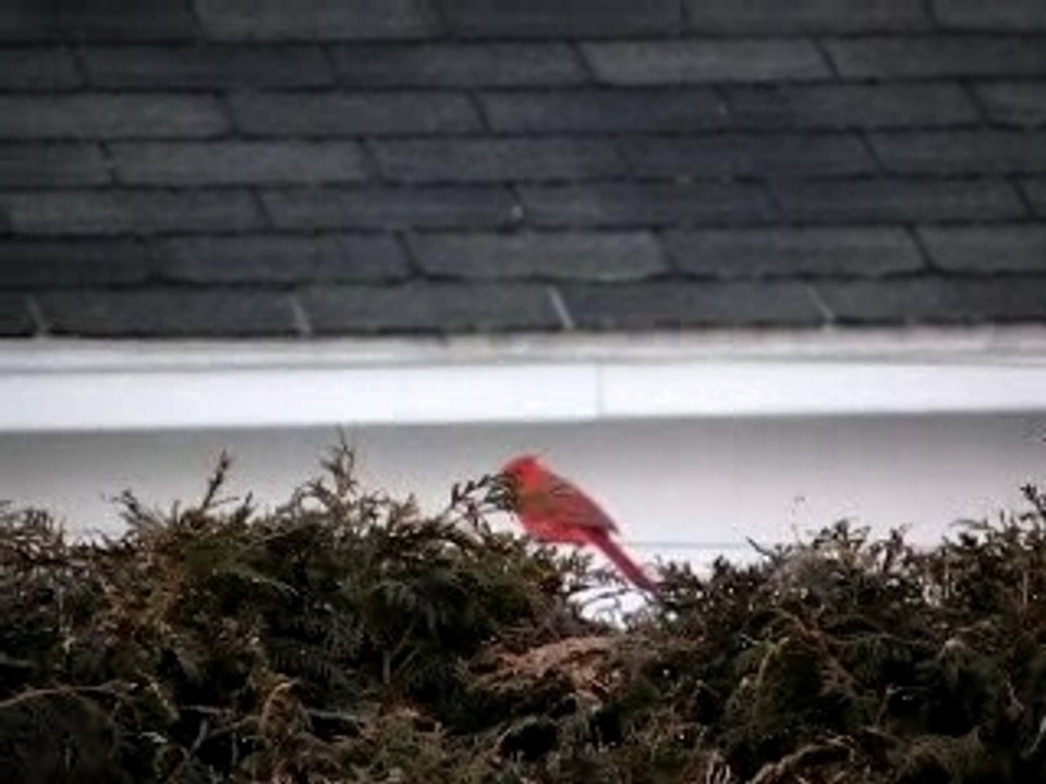 Cardinal Rouge