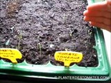 SEMER LES TOMATES, Tout ce qu'il ne faut pas faire ! - Planterdestomates.com