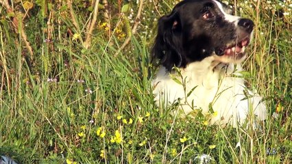 L'Epagneul Breton.  Visionner en HD 1080