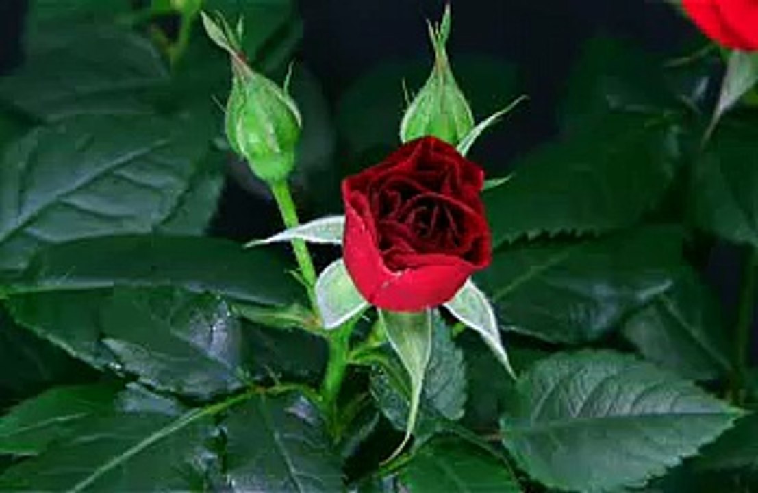 Red Roses - Videos