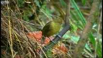 How to Attract a Bird! - Battle of the Sexes in the Animal World - BBC Earth - BBC
