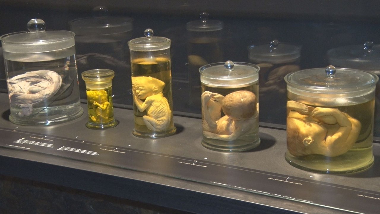 Le Musée des sciences naturelles inaugure sa nouvelle 'Galerie de l'Homme'