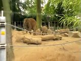 Baby olifant Kai-Mook Zoo Antwerpen België heerlijk aan het stoeien Antwerp Zoo Belgium
