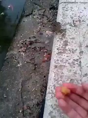 Comiendo con pájaros.