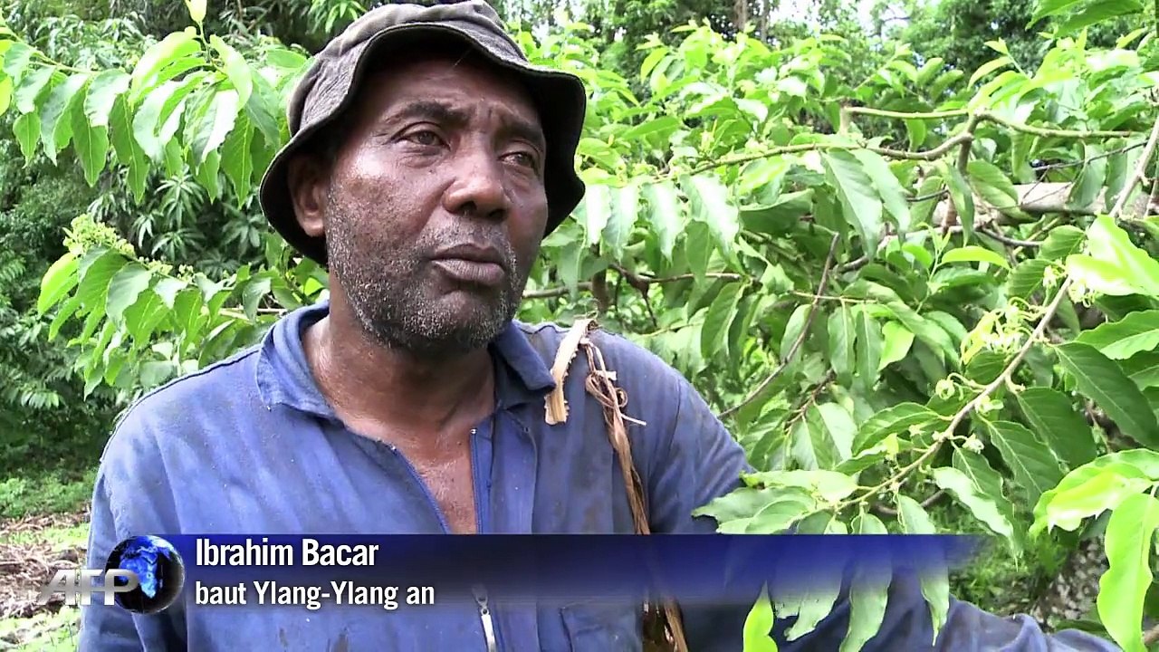 Ylang-ylang: die parfüm-pflanze der komoren