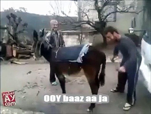 very funny donkey video