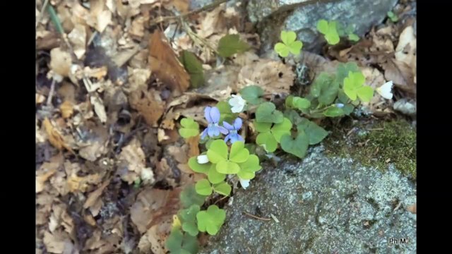 Randonnée Le Hohneck Vosges
