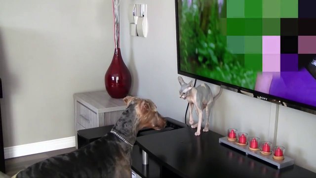 My 6 month old Sphynx cat does not recognize my dog after being groomed Angry cat