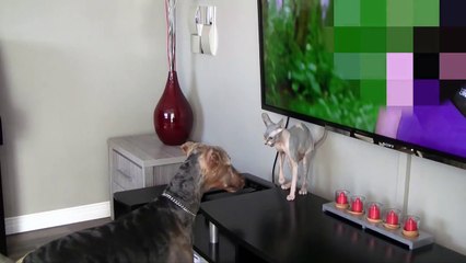 My 6 month old Sphynx  cat does not recognize my dog after being groomed "Angry cat"