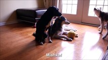 Laika Yells at Mishka - SUBTITLED