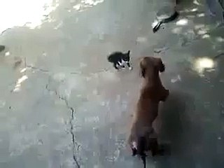 dog vs cat fighting