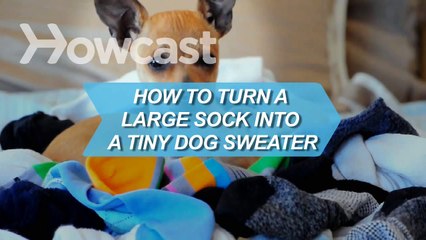 How to Turn a Large Sock into a Tiny Dog Sweater