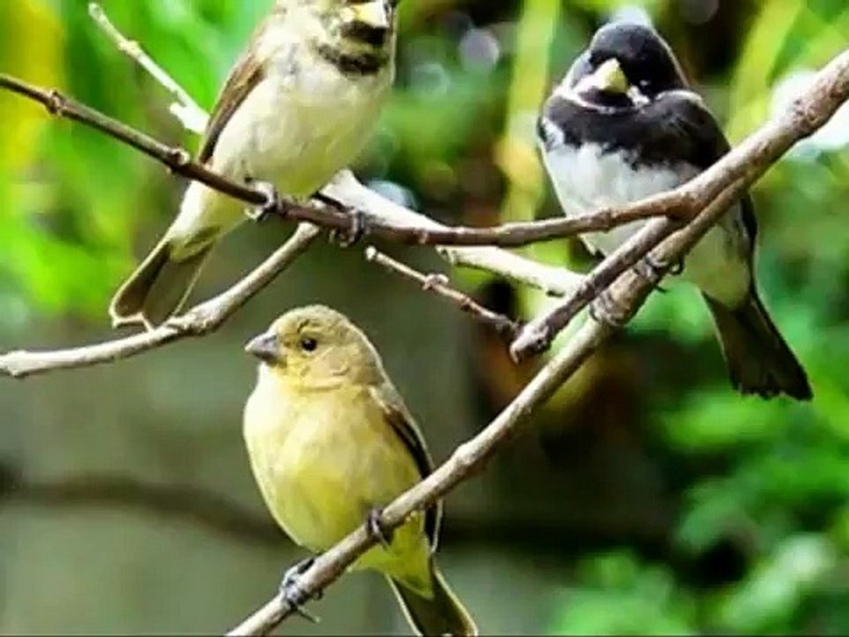 Aves do Brasil - O belo  canto do Coleiro ou Coleirinha.