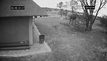 this elephant wark nice.watach this video