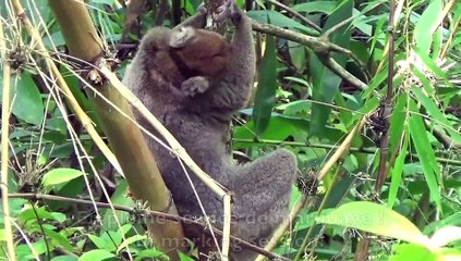 News of a greater bamboo lemur saved by the team of the project bamboo lemur