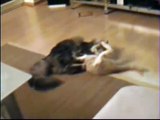 Katzen Kampf Cat Fight Maine Coon
