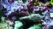 How to grow coraline algae Month 3 of test, 75 Gallon Reef Tank.