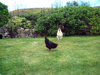 (3) La basse cour de la Ferme du Gros Mont - Auderville 50