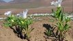 Un désert en fleurs après de terribles inondations dans le nord du Chili