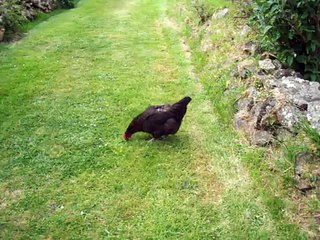 ( 7) La basse cour de la Ferme du Gros Mont - Auderville 50