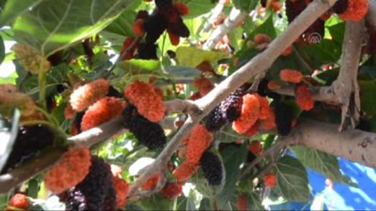 Bahar Yorgunluğu İçin "Karadut"