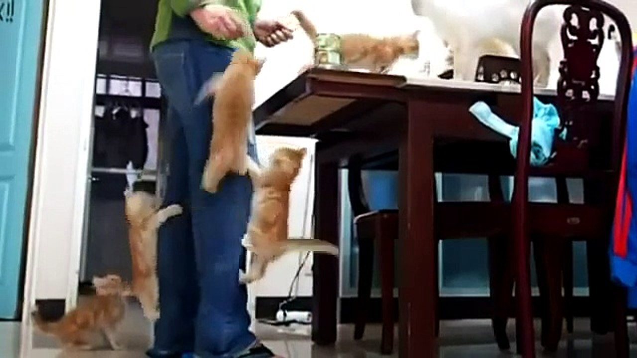 Cat Compilation - Top 2013 - Funny Moments with Cats
