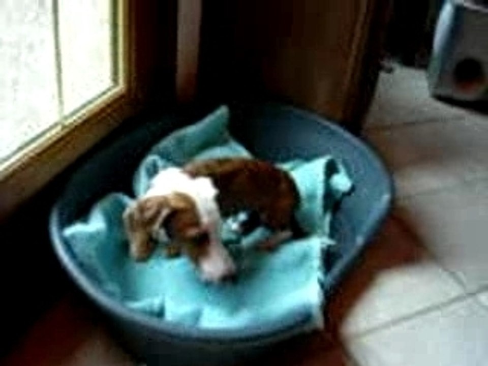 Coucouche panier Bilitis et Chloé