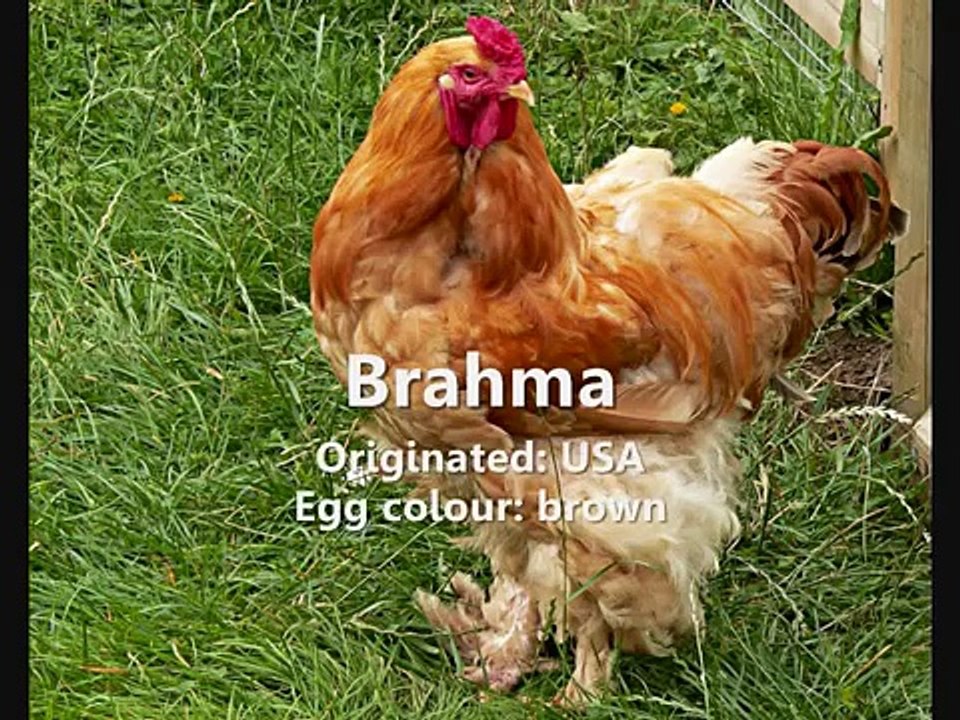 Guide to Chicken Breeds