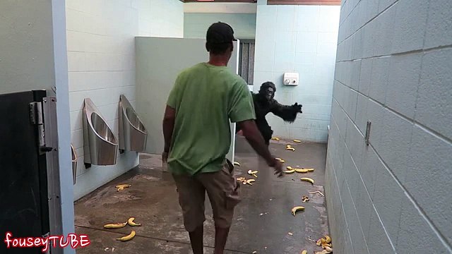 ESCAPED GORILLA BATHROOM PRANK!_