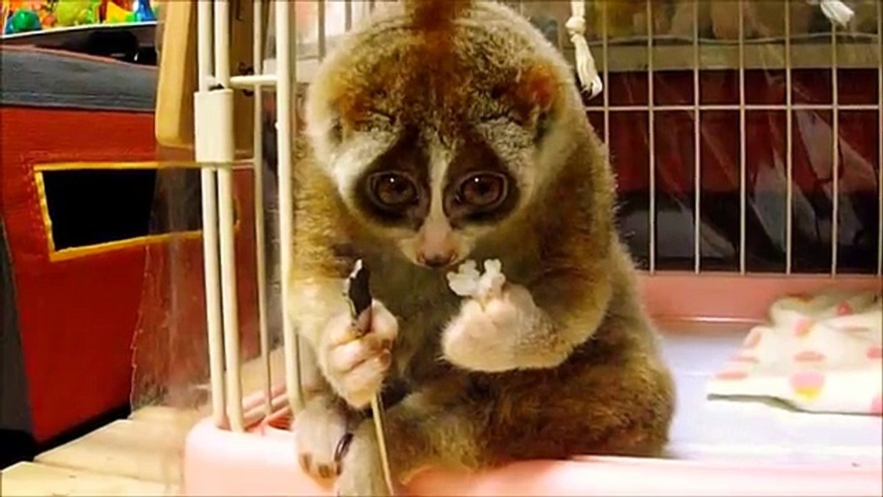 Slow Loris eating a Rice Ball