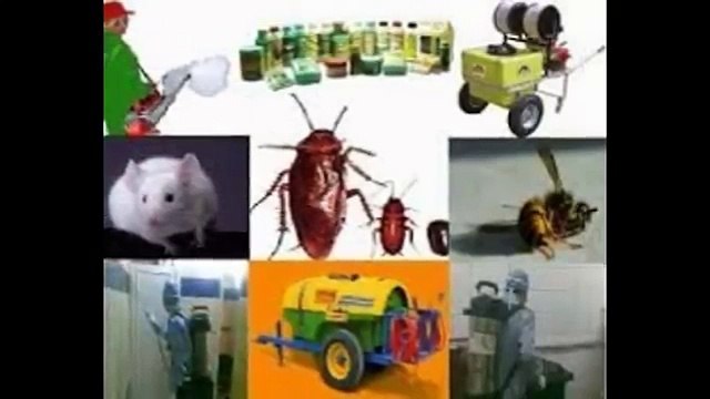 شركة مكافحة حشرات بجازان 0541818235