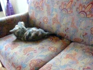 Babouche joue avec copain