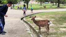 Nara deers are as polite as Japanese! Funny! ^o^