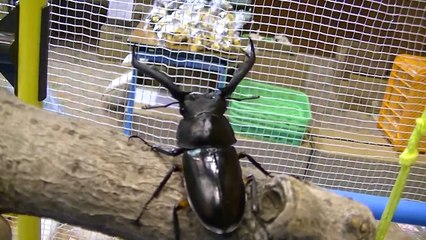 カブトムシ・クワガタ大集合！その３