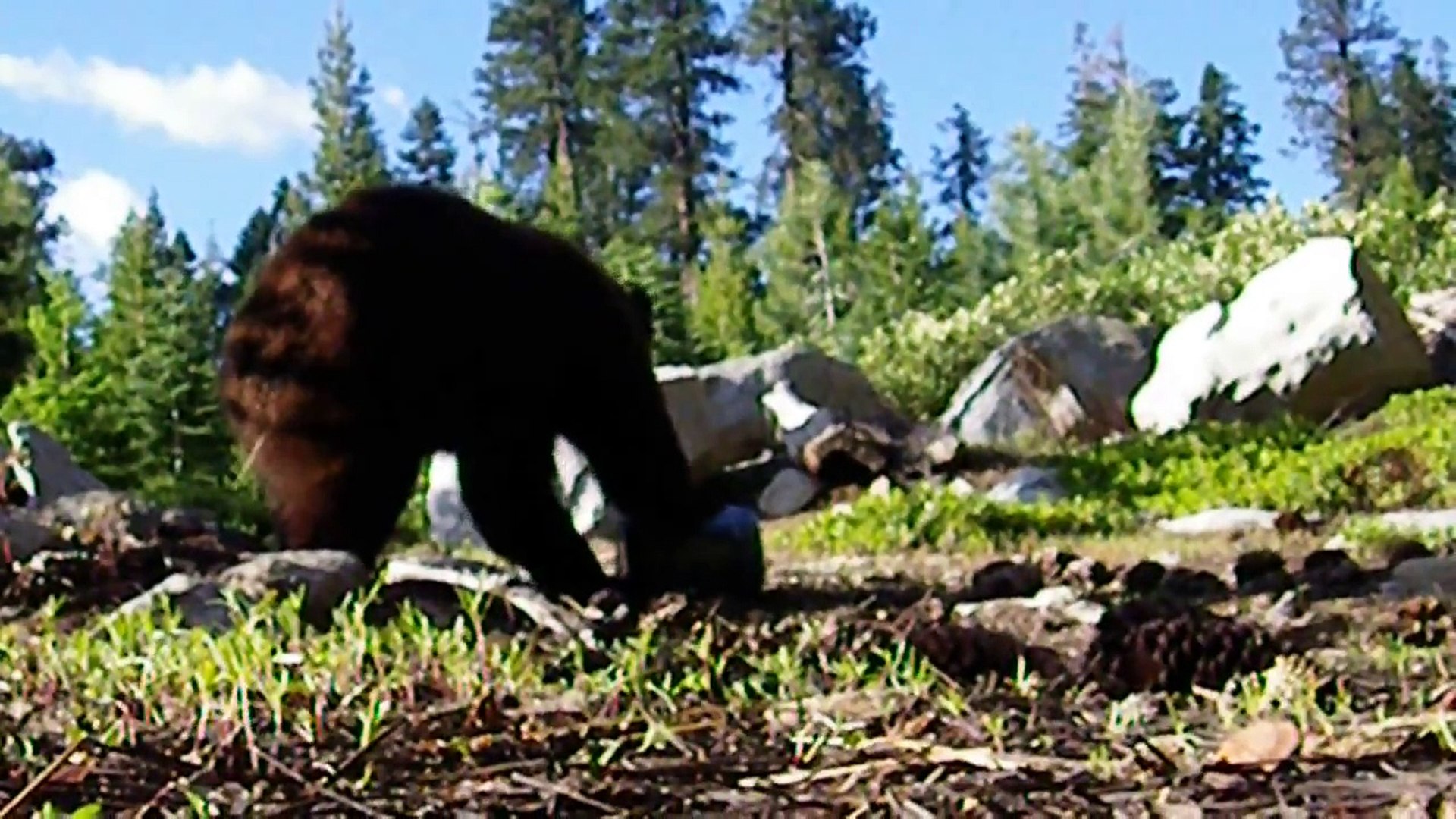 Bear Encounters Bear Vault