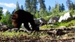 Bear Encounters Bear Vault