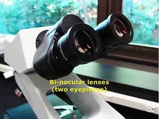 How To Use a Compound Light Microscope: Biology Lab Tutorial