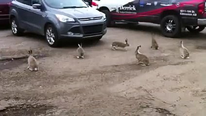 Vicious Rabbit Herd Fight!!! Must see