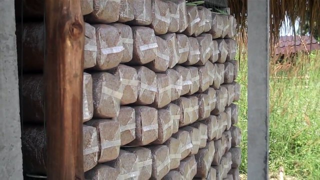 Mushrooms, Mushrooms, Mushrooms!