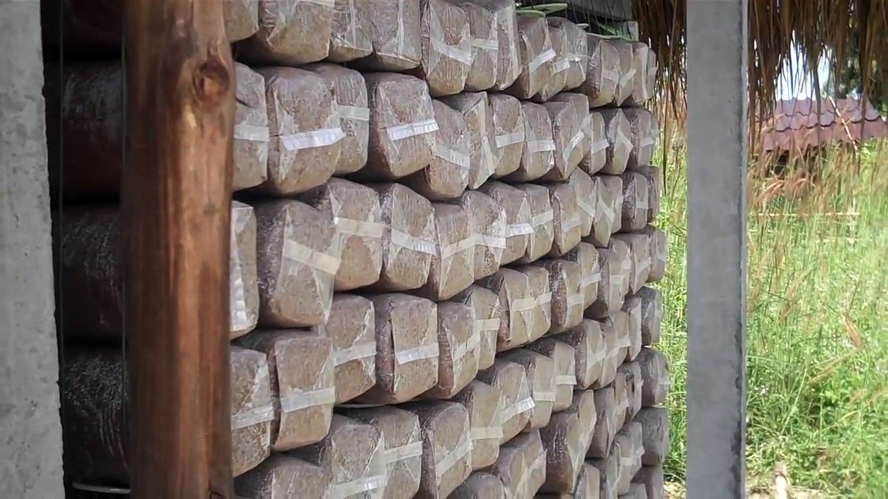 Mushrooms, Mushrooms, Mushrooms!