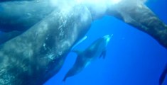 İspermeçet Balinalarıyla Arkadaşlık Kuran Yunus Balığı