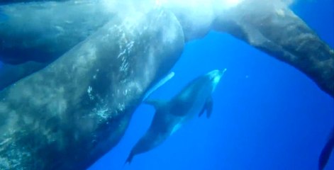 İspermeçet Balinalarıyla Arkadaşlık Kuran Yunus Balığı