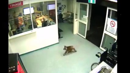 Caught on Camera- Koala Bear Walks Into Hospital