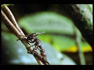 Horror Cordyceps on Ants