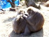 Japanese snow monkeys - grooming