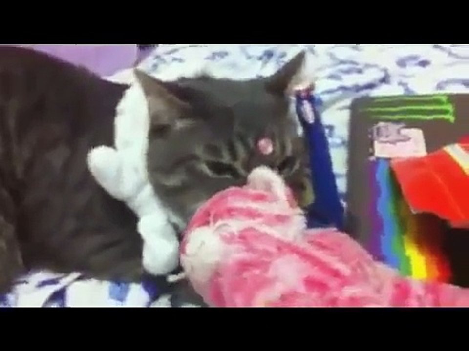 Funny Cats Video Compilation !! Funny Cats Compilation Funny Cat Videos Ever Funny
