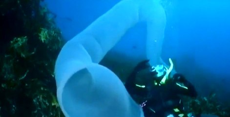 Garip Canlılar | Pirozomlar