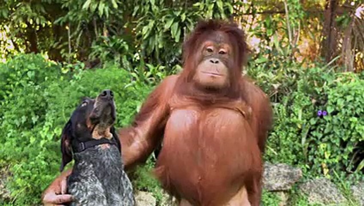 Android- Friends Forever_ funny and impressing video of animals